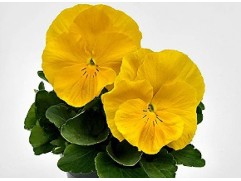 Виола виттрока Виола виттрока