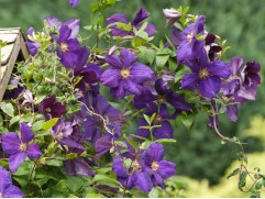 Клематис крупноцветковый 
