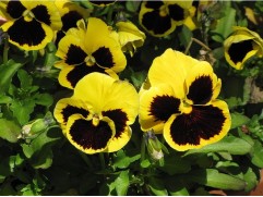 Виола виттрока Виола виттрока