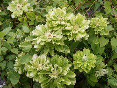 Клематис крупноцветковый 