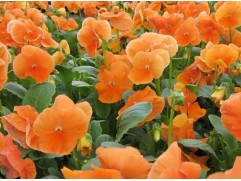 Виола виттрока 