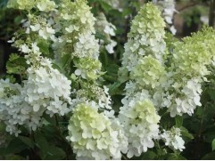 Гортензия метельчатая 