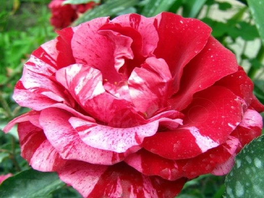 Роза флорибунда Роза флорибунда