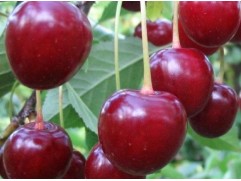 Вишня обыкновенная 