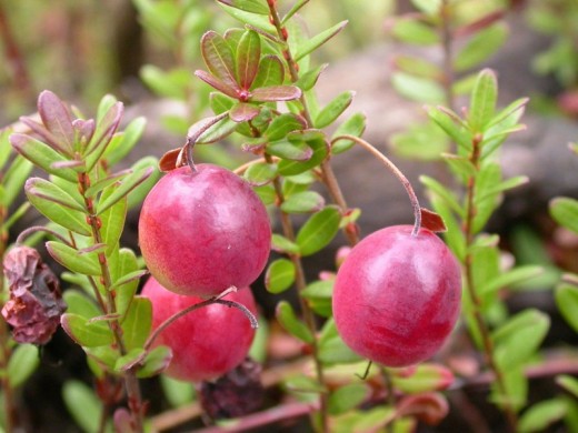 Клюква Клюква