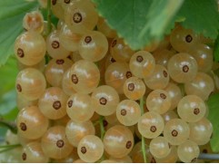 Смородина белая 