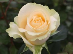 Роза чайно-гибридная 