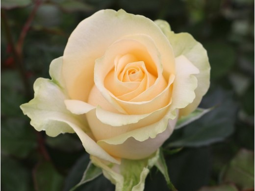 Роза чайно-гибридная Роза чайно-гибридная