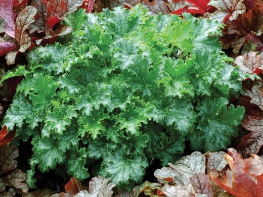 Гейхера гибридная Гейхера гибридная