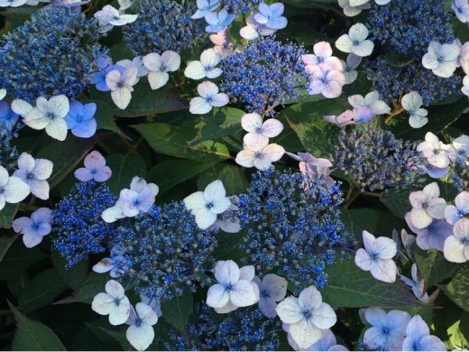 Гортензия пильчатая 