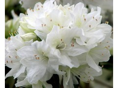 Рододендрон гибридный 