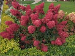 Гортензия метельчатая 