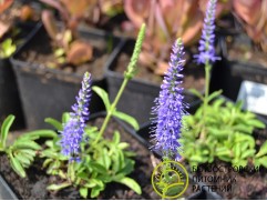 Вероника колосистая 