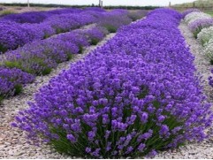 Лаванда узколистная 