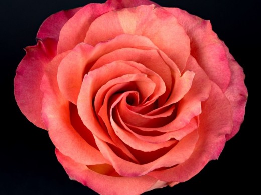 Роза чайно-гибридная Роза чайно-гибридная