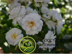Роза мускусная 