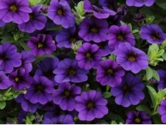 Калибрахоа 