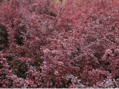 Барбарис Тунберга 