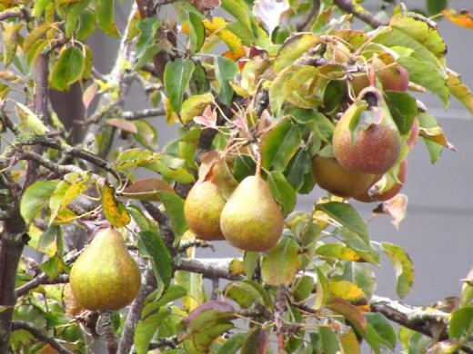 Груша Груша