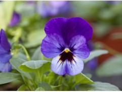 Виола рогатая Виола рогатая