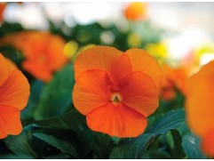 Виола рогатая Виола рогатая