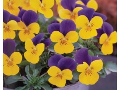 Виола рогатая 