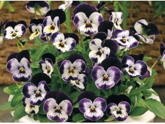 Виола рогатая 