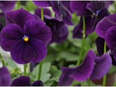 Виола рогатая 