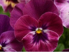 Виола рогатая 