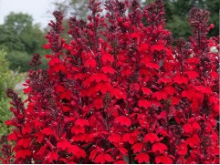 Лобелия прекрасная 