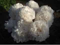 Пион молочноцветковый 