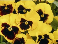 Виола рогатая 