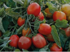 Томат 