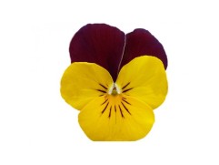 Виола рогатая 