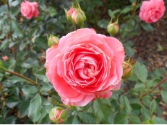 Роза флорибунда 