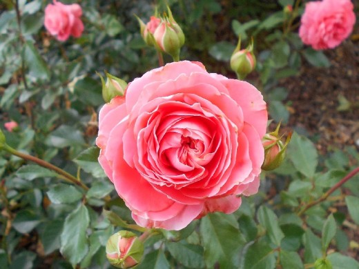 Роза флорибунда Роза флорибунда