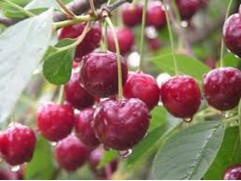 Вишня обыкновенная 