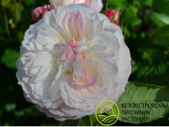 Роза английская 