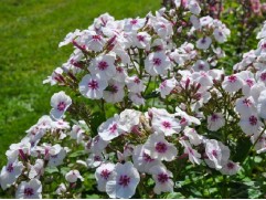 Флокс метельчатый 