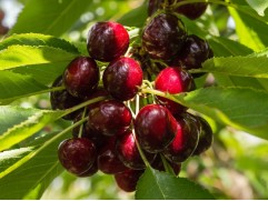 Вишня обыкновенная 