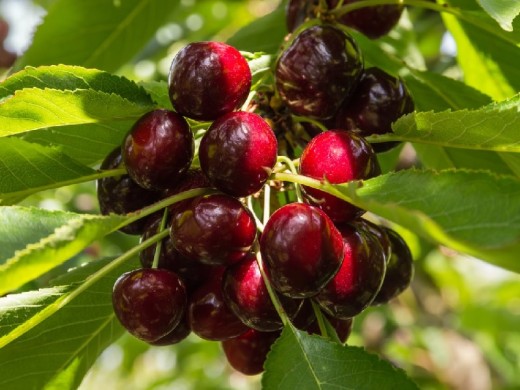 Вишня обыкновенная Вишня обыкновенная