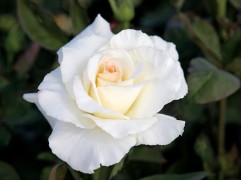 Роза чайно-гибридная 