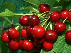 Вишня обыкновенная 