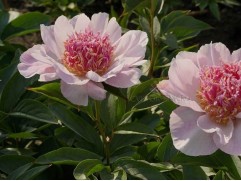 Пион молочноцветковый 