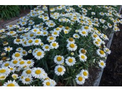 Нивяник наибольший 