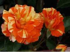 Роза флорибунда 