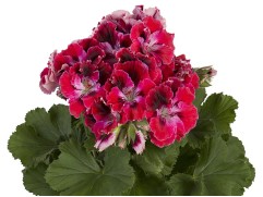 Пеларгония Grandiflorum Elegance Red Velvet Контейнер 1,0Л