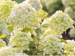 Гортензия метельчатая 