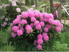 Рододендрон гибридный 