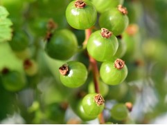 Смородина зеленоплодная 